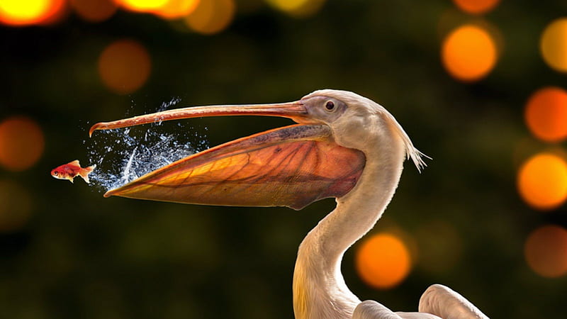 pelican, birds, fun, fisch, HD wallpaper