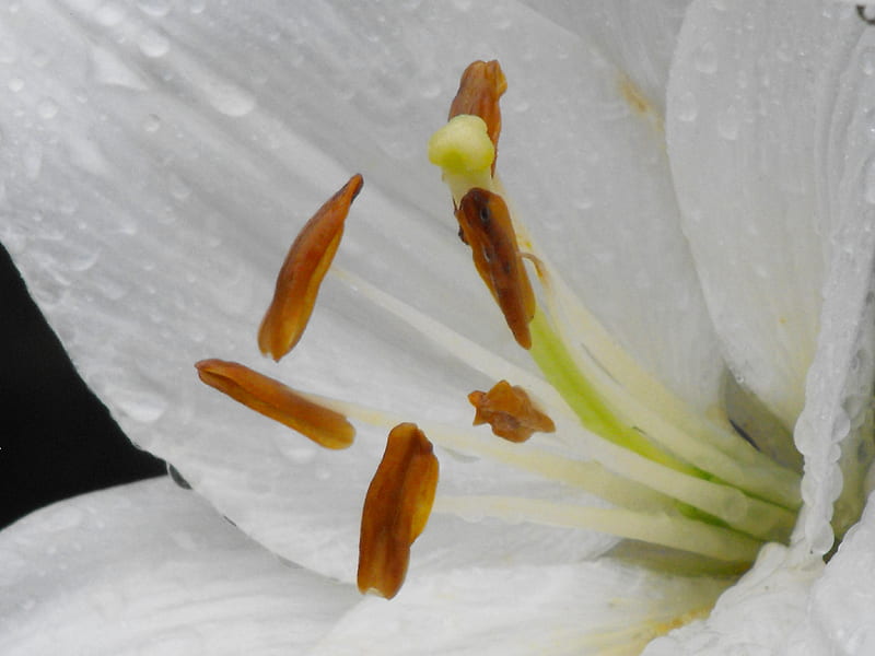 white daylilie, white on white, daylilie, snow whiterain drops, close up, HD wallpaper
