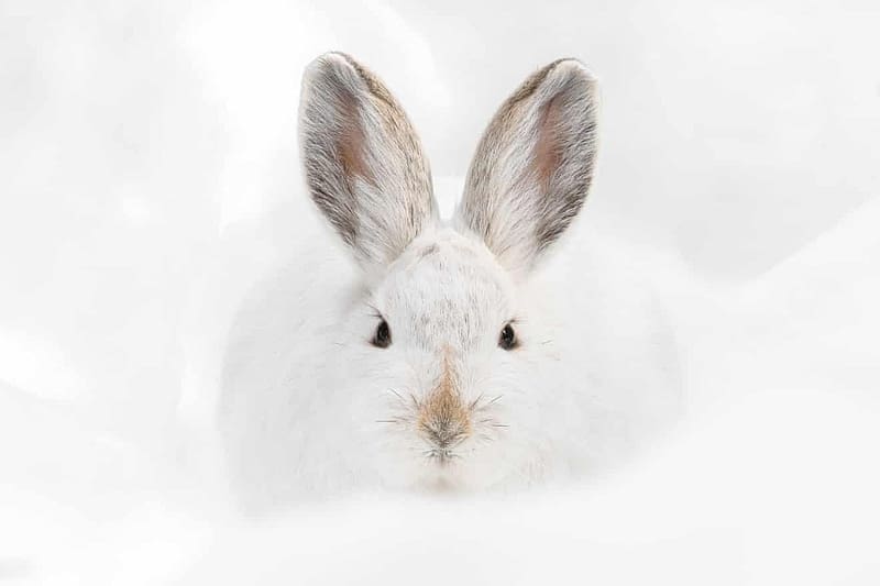 Snowshoe hare stare by Deena Sveinsson, winter, hare, bunny, white, iarna, snow, rodent, rabbit, deena sveinsson, HD wallpaper