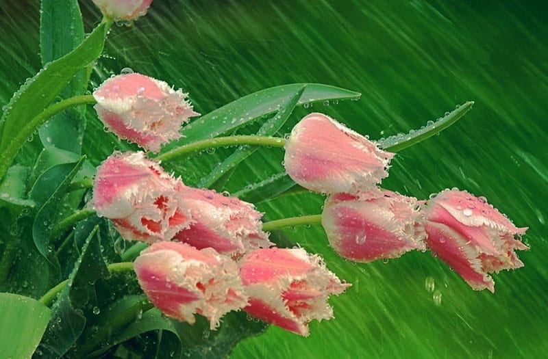 Tulips in the rain, Tulips, beauty, rain, pink, HD wallpaper | Peakpx