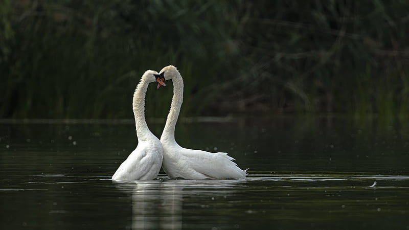 Birds, Mute swan, Swan , Bird , Couple, HD wallpaper