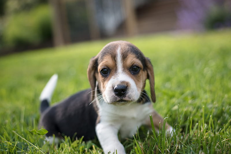 Dogs, Beagle, Baby Animal, Dog, Pet, Puppy, HD wallpaper