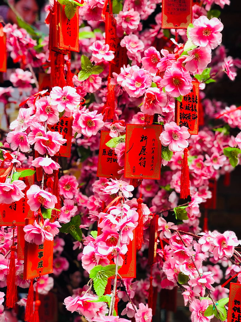 flowers, pink, branches, labels, HD phone wallpaper