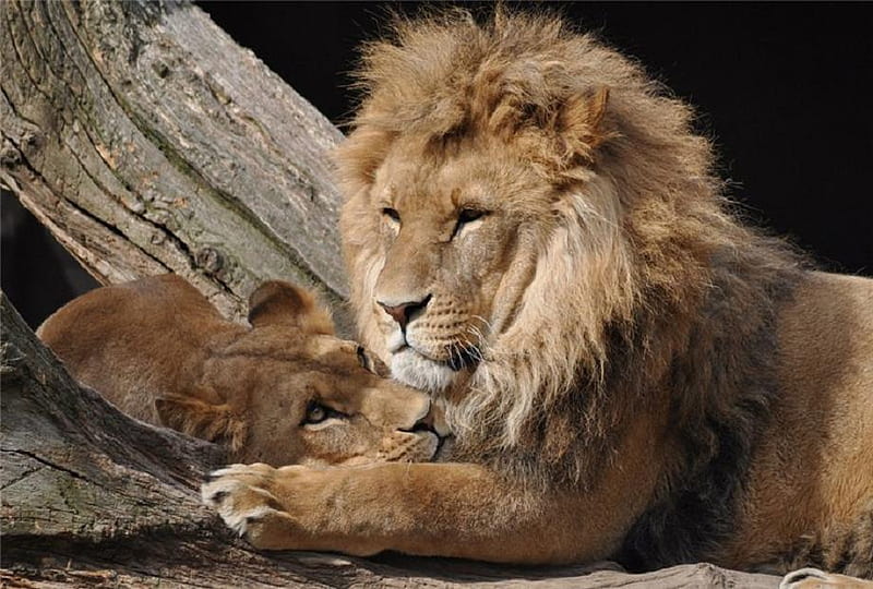 Her King,His Queen, male, female, mane, wild, love, power, relaxing, lions, HD wallpaper