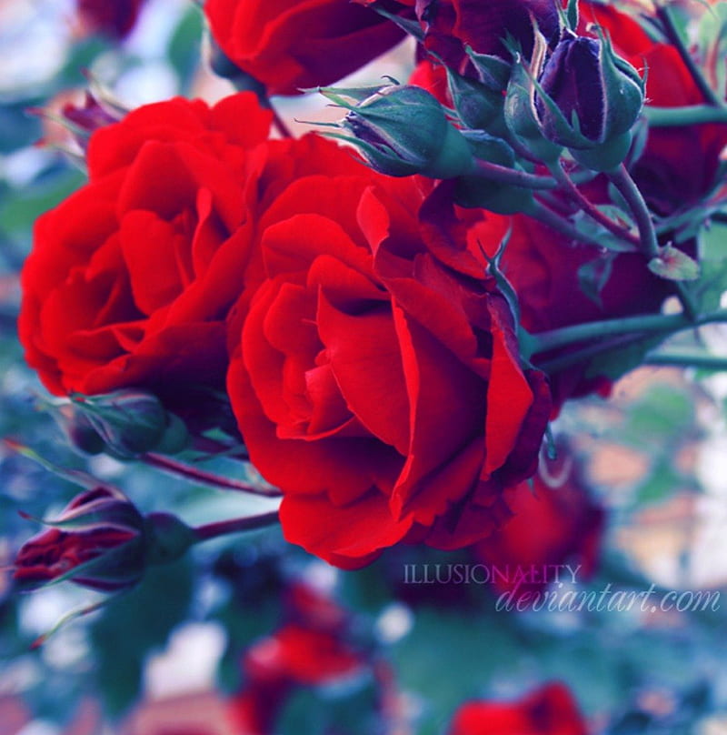 Happily ever after, red, pretty, rose, flower, nature, HD phone wallpaper