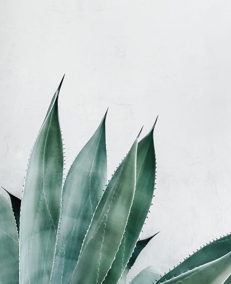 Illustration of Aloe vera, HD phone wallpaper | Peakpx