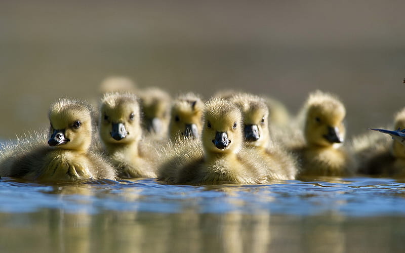 ducklings, bokeh, little ducks, lake, flock of ducklings, wildlife, ducks, HD wallpaper