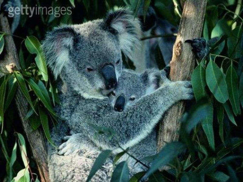 Koala and baby, eucalyptus tree, baby, koala bear, HD wallpaper