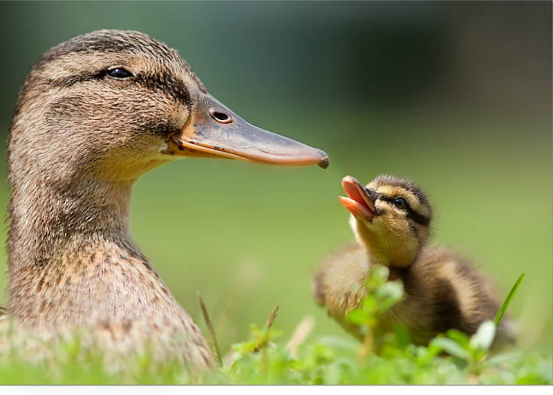 Mother duck, adorable, spring, duckling, bird, HD wallpaper