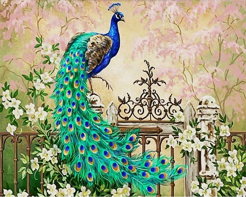Peacock, Cute Peacock, HD wallpaper