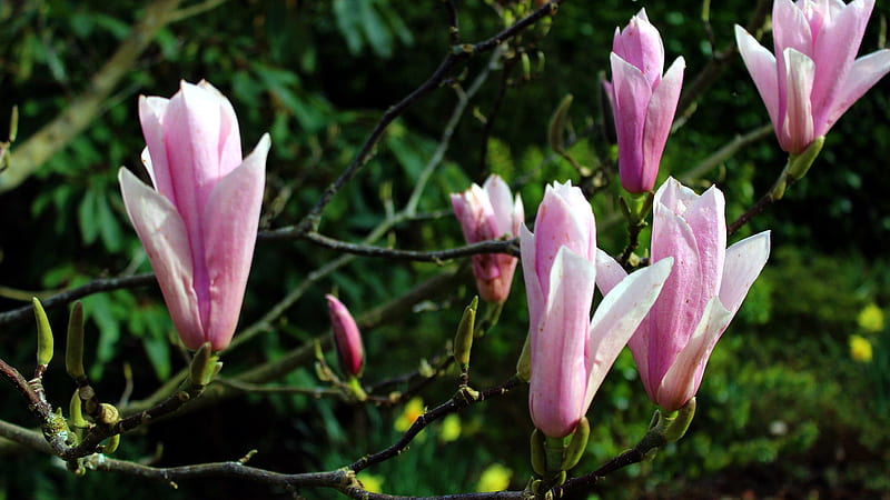 Pink Magnolia Flowers In Tree Branch In Green Trees Background Magnolia, HD wallpaper