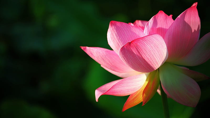 Pink Lotus Flower-, HD wallpaper