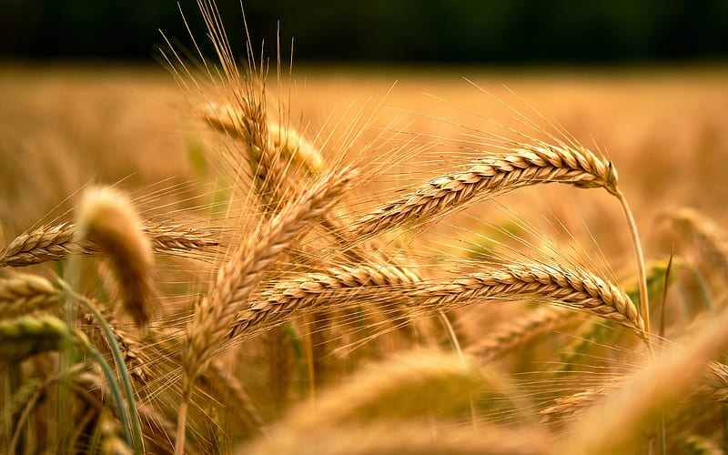 wheat ears, harvest, wheat, wheat field, ears, background with wheat, HD wallpaper