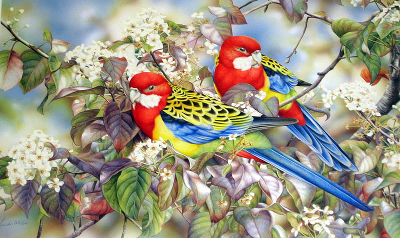 Eastern Rosellas, red, bird, pasare, papagal, parrot, blue, HD wallpaper
