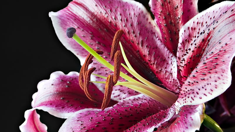 Lily-Flowers graphy, HD wallpaper