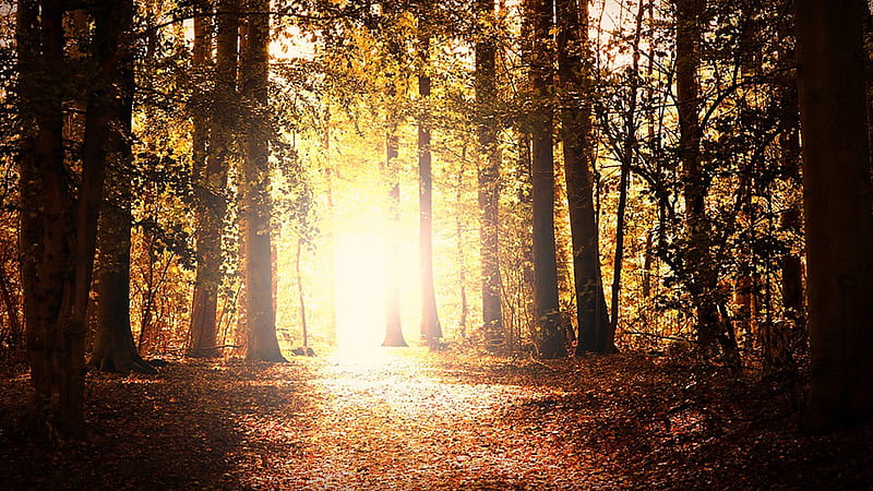 Light Up My Morning, forest, leaves, autumn, sunlight, woods, path, sunrise, trees, Firefox theme, HD wallpaper