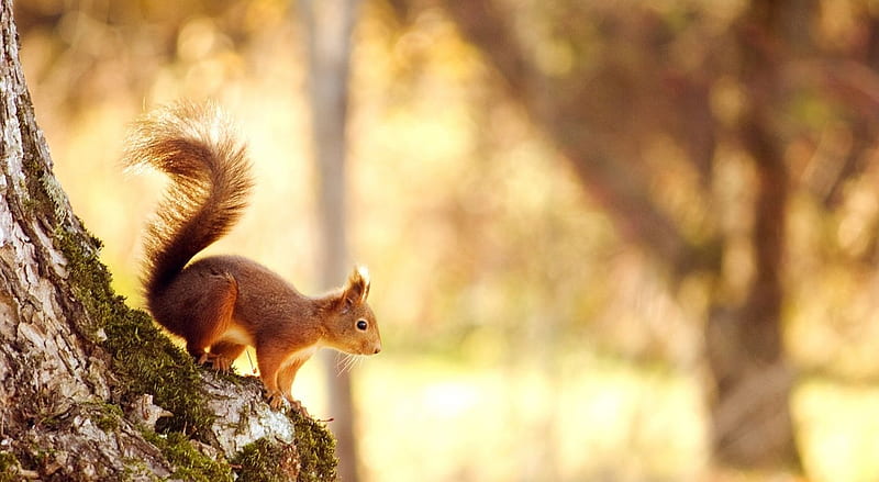 Squirrel in a golden afternoon, cute, wilderness, squirrel, wild, wildlife,  nature, HD wallpaper | Peakpx