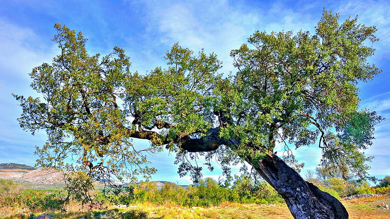wonderful olive tree, hills, tree, leaves, sky, field, HD wallpaper