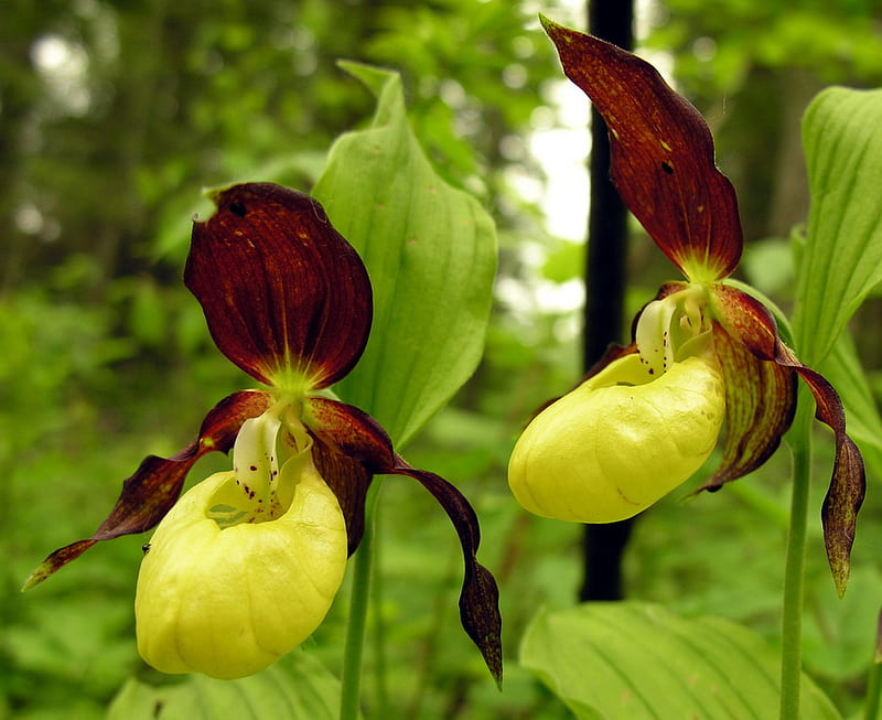 Lady Slipper Orchids, lady slippers, garden, orchids, rare, HD wallpaper