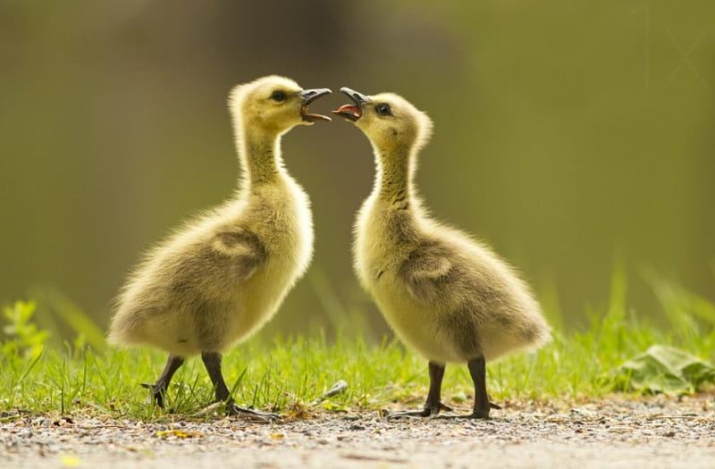 I'm the big brother, cute, bird, adorable, spring, chicks, HD wallpaper