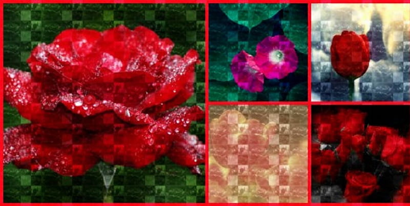 DOUBLE ROSE COLLAGE, CREATION, COLLAGE, FLOWERS, ABSTRACT, HD wallpaper