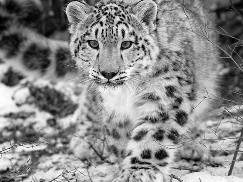 Snow Leapord, endangered species big cats, cats, HD wallpaper