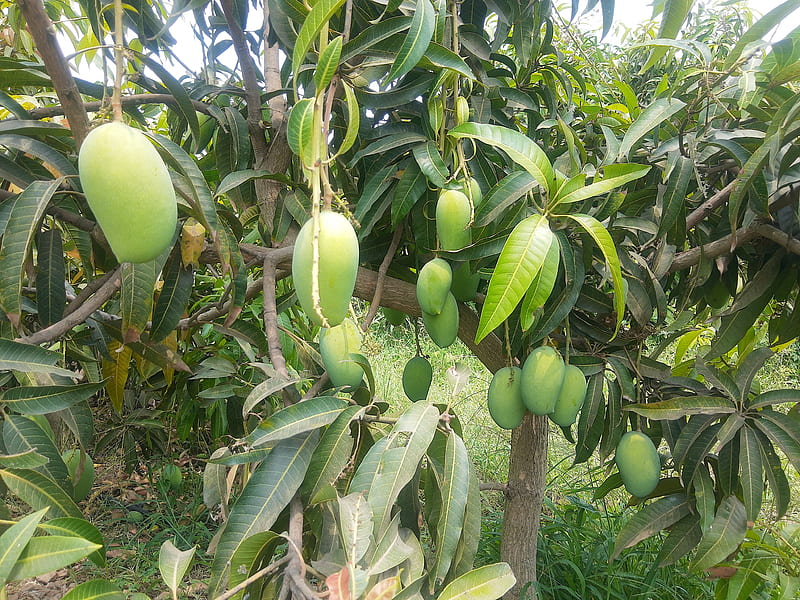 Mango, orchard mango fruits tree, tree, HD wallpaper