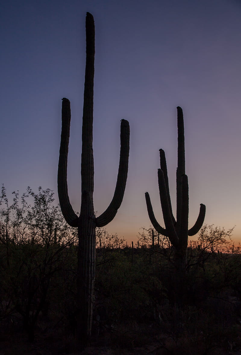 cacti, plants, silhouettes, twilight, dark, HD phone wallpaper