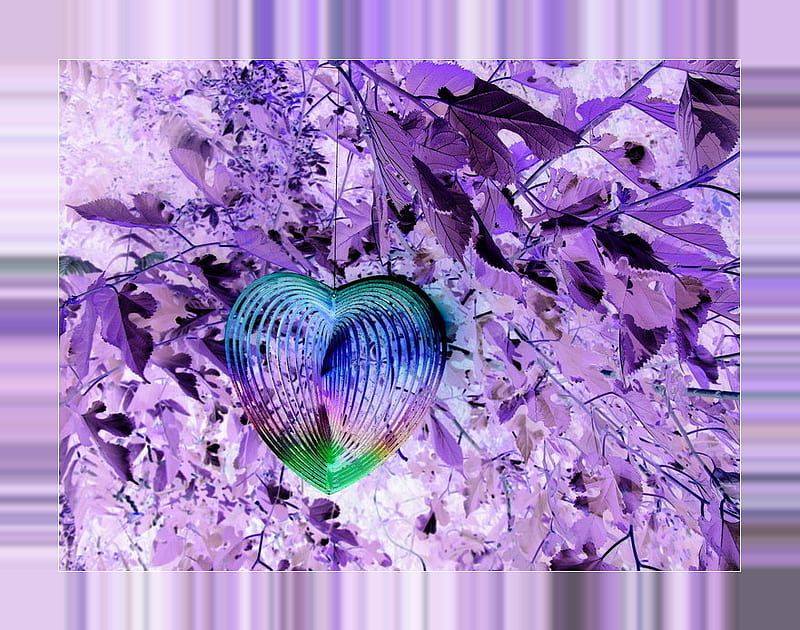 purplehearts, tree, nature, purple, wild, HD wallpaper