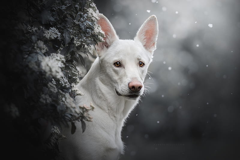 Dogs, White Shepherd, Dog, Pet, HD wallpaper