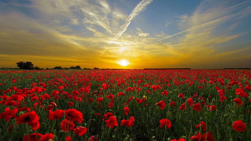 Orange Sunset Field With Red Poppies, red, poppies, summer, nature, sunset, sky, field, landscape, HD wallpaper