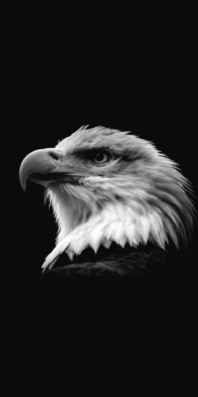 Eagle , animal, animals, birds, black, eagle, eagle eye, falcon, white, HD phone wallpaper