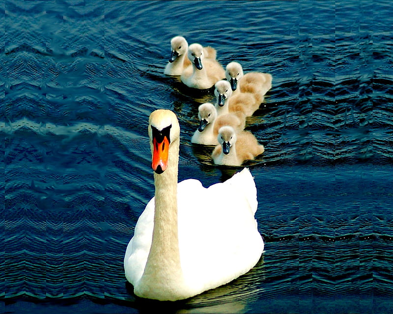 QUEEN and LITTLE PRINCESSES, cute, follow, princesses, little, cygent, youngs, mother, swan, HD wallpaper