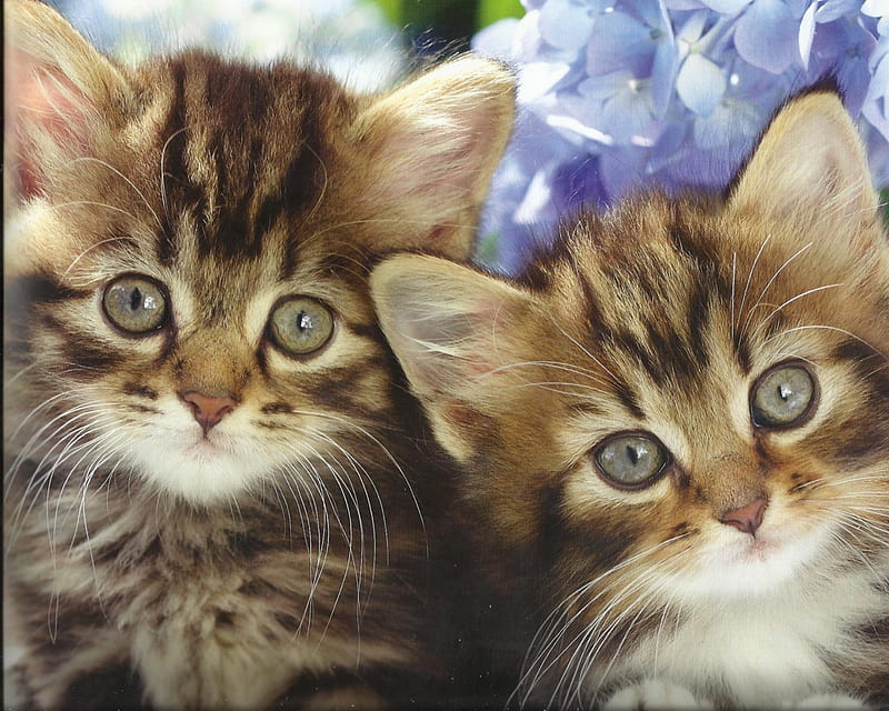 Two Kittens, Cute, Paws, Kitten, Twins, Hd Wallpaper 