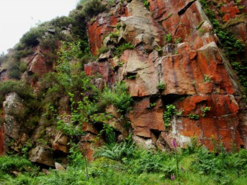 Its a cliff hanger, mountain, ferns, grass, wild, nature, cliff, canyon, HD wallpaper