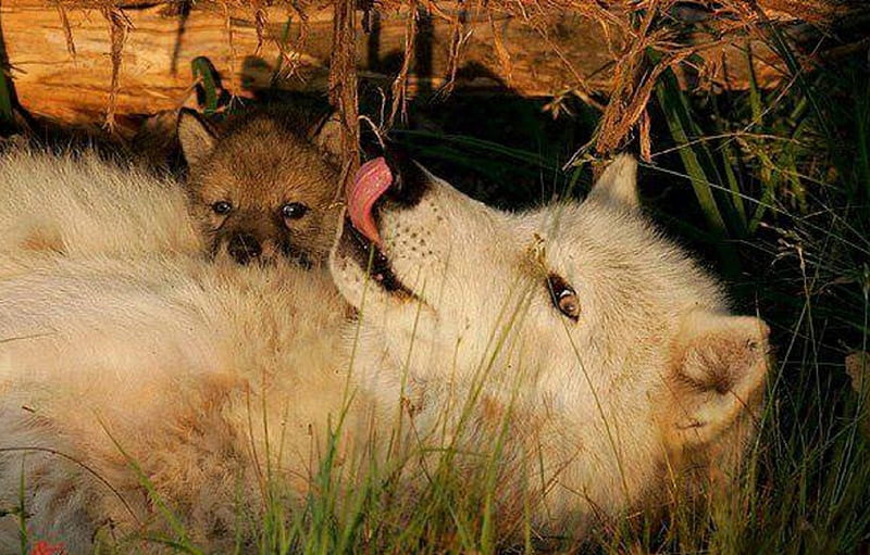 LOVE BETWEEN MOTHER AND CHILD, Love, nature, Wolf, Mother, animals ...
