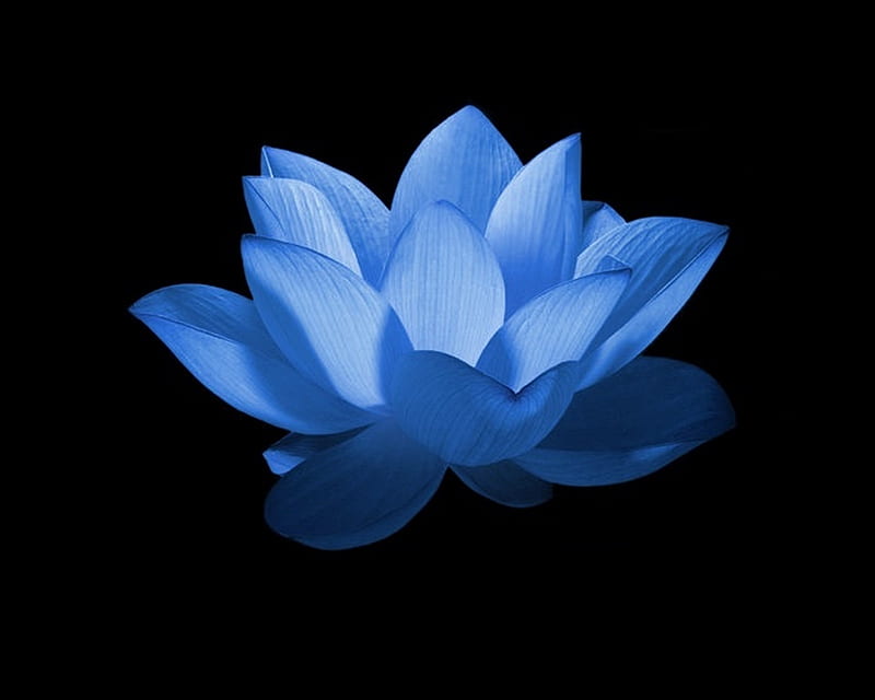 Blue Lotus, blue, flower, lotus, HD wallpaper
