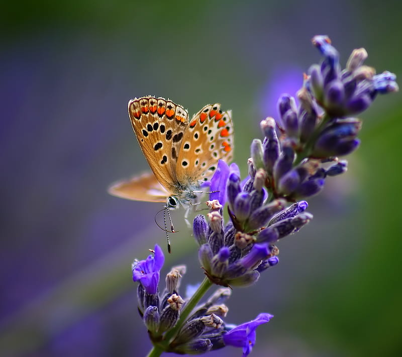 ButterFly, blue, colorful, flower, fly, fragile, nature, scent, vivid, HD wallpaper