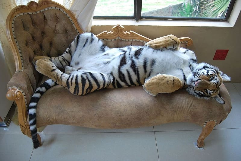 :), animal, sofa, tiger, big cat, tigru, funny, relax, sleep, HD wallpaper