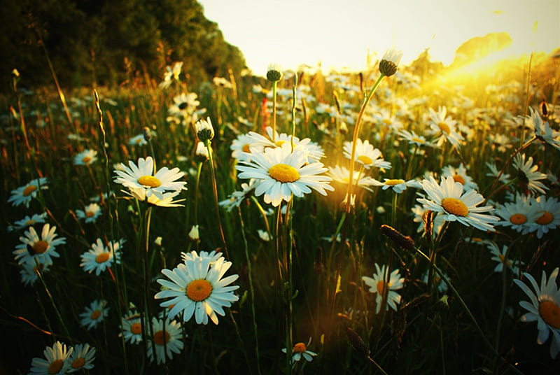 beautiful daisies meadow, bloom, grass, bonito, daisies, tree, summer, flower, flowers, nature, sunshine, field, landscape, daisy, meadow, HD wallpaper
