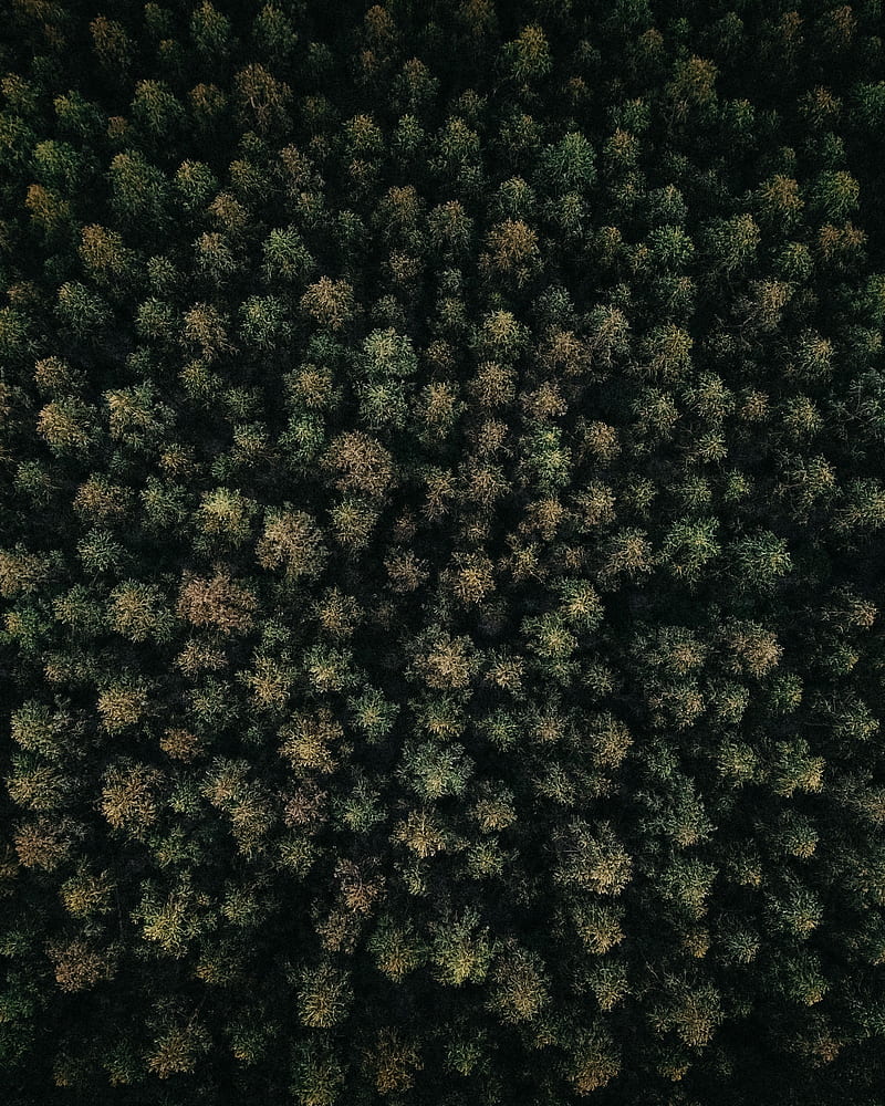 forest, green, aerial view, trees, treetops, HD phone wallpaper