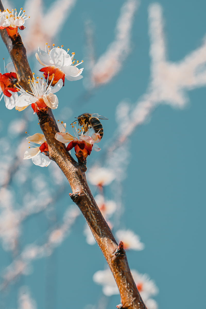 bee, branch, flowering, pollen, HD phone wallpaper