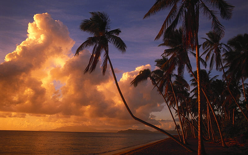 Twilight shine coconut coast, HD wallpaper