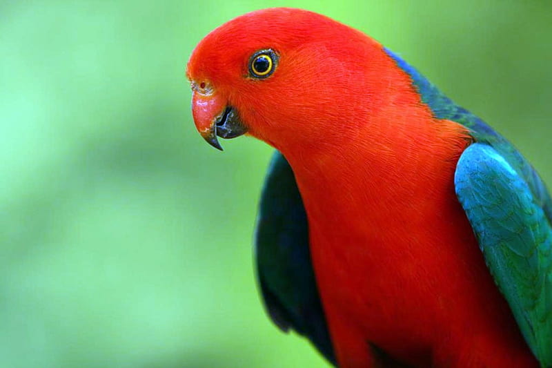 Australian King Parrot, Australian, Rainforest, Queensland, King Parrot, HD wallpaper