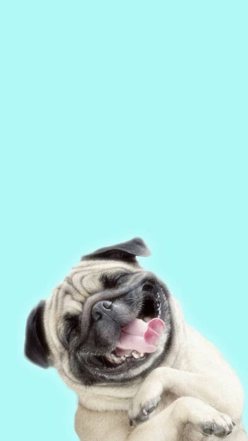 Pug Domestic Animal Dog Canine Background. Dog , Dog iphone, Pug, Smile Animal, HD phone wallpaper