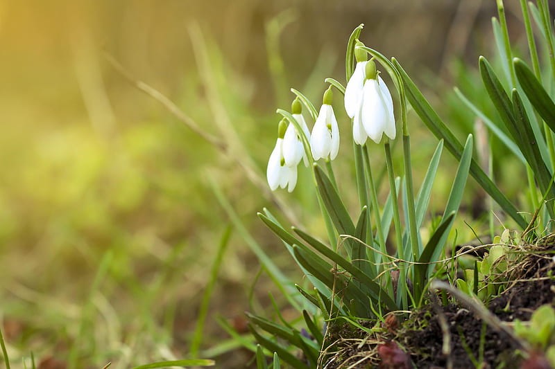 Flores, campanilla blanca, flor, verdor, naturaleza, primavera, flor  blanca, Fondo de pantalla HD | Peakpx