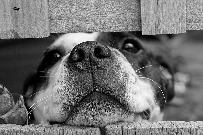 Waiting for you, fence, paw, caine, black, animal, cute, bw, funny, white, dog, HD wallpaper | Peakpx Waiting for you, fence, paw, caine, black, animal, cute, bw, funny, white, dog, HD wallpaper | Peakpx
