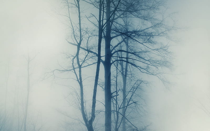 Trees In Dense Fog, HD wallpaper