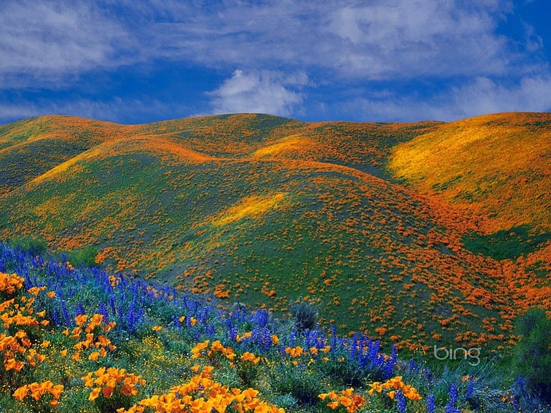 Wildflowers Covering Grassy Knolls, hills, hillock, grass, orange, mounds, wildflower, knoll, green, blue, HD wallpaper