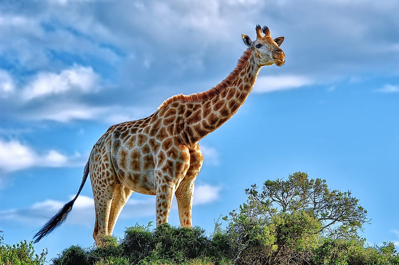 Giraffe, giraffe, animals, HD wallpaper | Peakpx